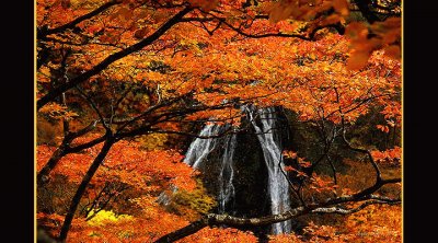 arbol