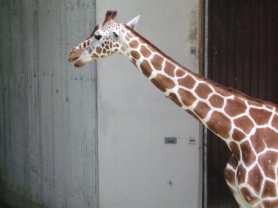 פאזל של giraffe
