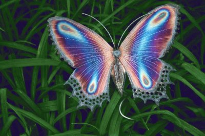 papillon jigsaw puzzle