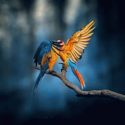 Guacamayas jigsaw puzzle