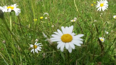 פאזל של Marguerites