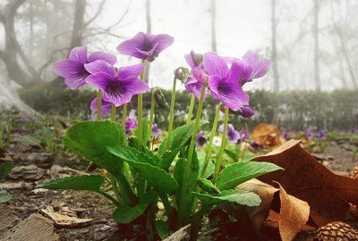 פאזל של 002æ¤ç‰©