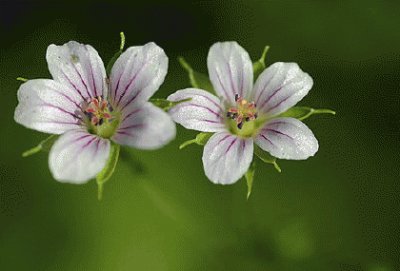 פאזל של 004æ¤ç‰©