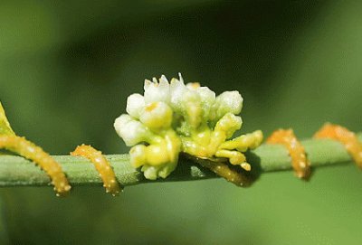 פאזל של 005æ¤ç‰©