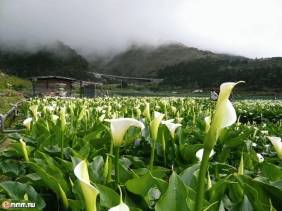 æµ·èŠ‹