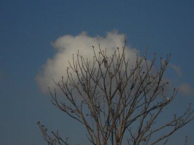 Copito de Nubes