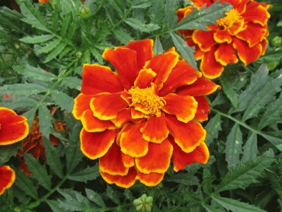 Awesome orange marigolds