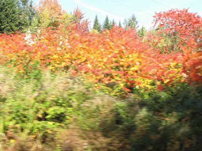 More fall Renous colours jigsaw puzzle