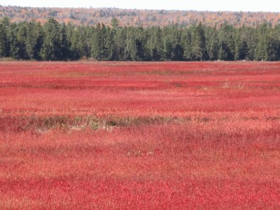 Blueberry field in the fall