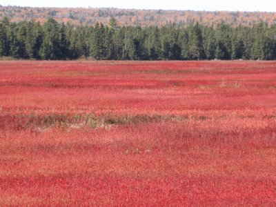 Blueberry field in the fall jigsaw puzzle