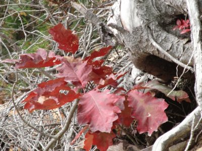 Oak tree leaves jigsaw puzzle