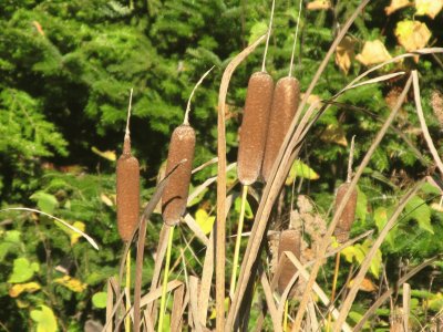 Bullrushes at the roadside