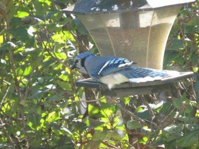 Blue Jay at the feeder jigsaw puzzle