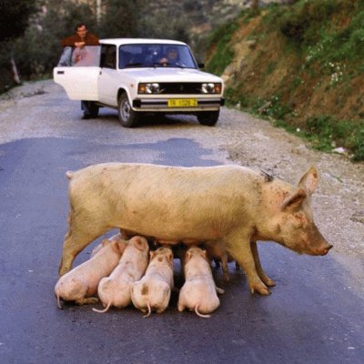 פאזל של cochinitos