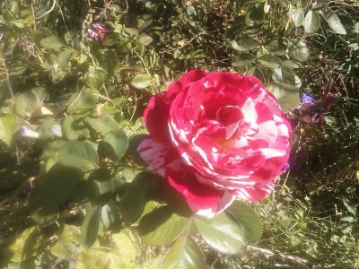 פאזל של Re and White Rose