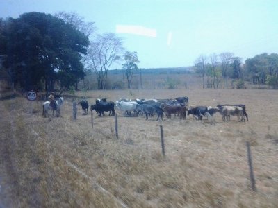 O Vaqueiro Mineiro