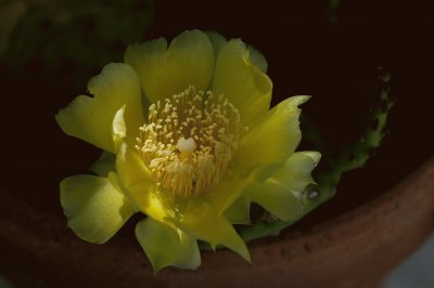 Fleur de figuier de Barbarie