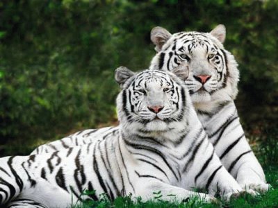 פאזל של Tigres Brancos