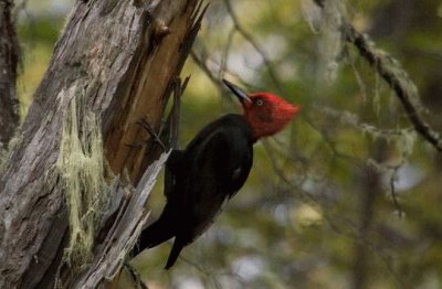 PÃ¡jaro carpintero jigsaw puzzle