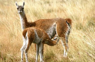 guanacos en la pampa