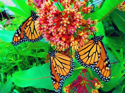 פאזל של Monarch butterflies