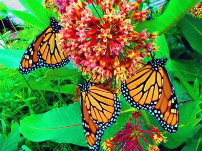 Monarch butterflies