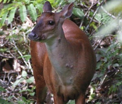 Venado de sabana