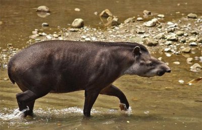 פאזל של Danta o Tapir