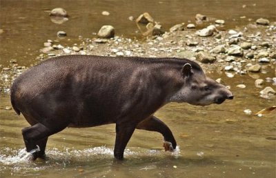 Danta o Tapir jigsaw puzzle