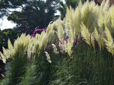 Flors