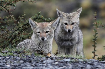 Fauna PatagÃ³nica