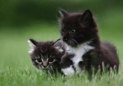 chatons