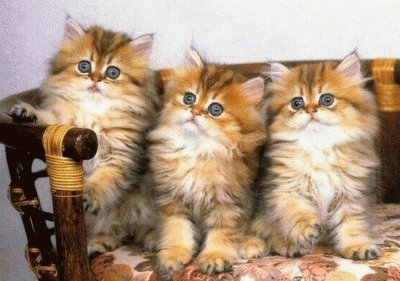 chatons jigsaw puzzle