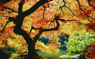 JAPONES