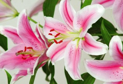 FLOR CASABLANCA jigsaw puzzle