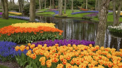FLORES