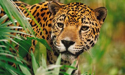 Jaguar 01 jigsaw puzzle