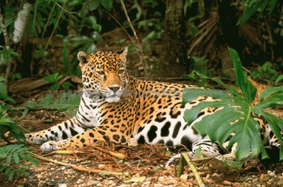 Jaguar 02 jigsaw puzzle