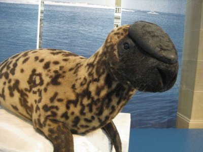 Foca Capuchina