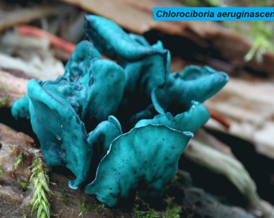 Chlorociboria aeruginascens