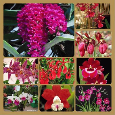 orquideas