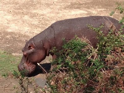 פאזל של Rinoceronte