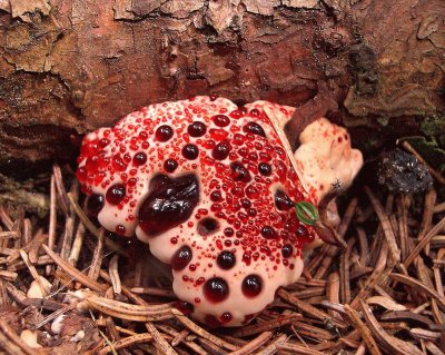 Hongo diente sangrante - Hydnellum peckii jigsaw puzzle