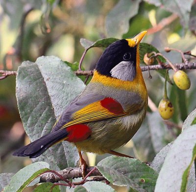 פאזל של pajarito