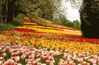 flores