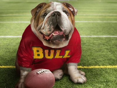 dog bull