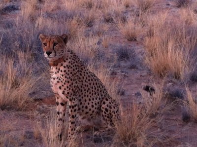 Chita da Namibia jigsaw puzzle