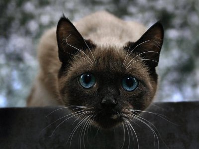 gatto siamese