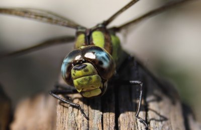 libellula jigsaw puzzle