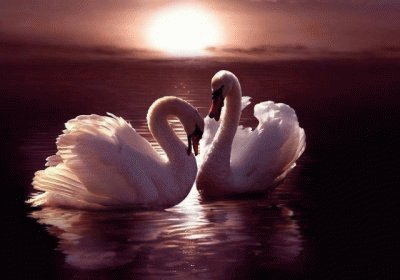 cygnes